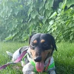 Ciapek z Przytuliska w Wolsztynie przypomina o swojej obecności i powoli rozgląda się za domem🙂 Psiak został wyłapany 19.04.2024r. w Błotnicy (teren gminy Przemęt). Prawdopodobnie widziany był, gdy j