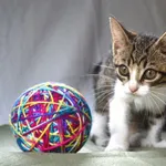 Kot do adopcji, Chełmek, 3 lipca 2024