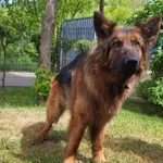 Pies przyjęty z terenu gminy Piekary Śląskie - Jerry