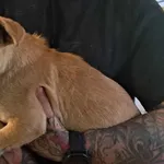 Znaleziono psa, Toruń, 21 lipca 2024