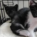 Kocurek poz. 24/464/K