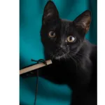 Znaleziono kota, Białystok, 30 czerwca 2024