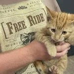 Kocurek poz. 24/471/K