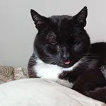 Zaginął kot, Łódź, 25 lipca 2024