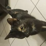 Zaginął kot, Łódź, 25 lipca 2024