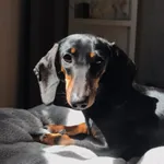 Zaginął pies, Łódź, 24 lipca 2024