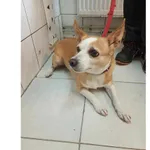 Znaleziono psa, Białystok, 23 lipca 2024