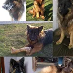 Zaginął pies, Łódź, 25 lipca 2024