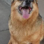 PIES Z INTERWENCJI DNIA 24.07.2024