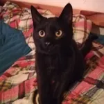 Zaginął kot, Łódź, 24 lipca 2024