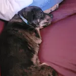 Zaginął pies, Łódź, 24 lipca 2024