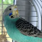 Znaleziono zwierzę, Lublin, 26 lipca 2024