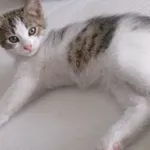 ZAGINĘŁA MŁODA KOTKA!