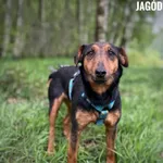 Pies do adopcji, Rytlów, 25 lipca 2024