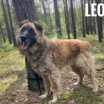 Pies do adopcji, Rytlów, 25 lipca 2024