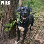 Pies do adopcji, Rytlów, 25 lipca 2024