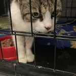 Kot do adopcji, Kielce, 27 lipca 2024