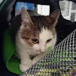 Znaleziono kota, Łódź, 27 lipca 2024