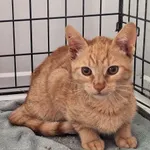 Kot do adopcji, Orzechowce, 25 lipca 2024