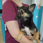 Pies do adopcji, Kielce, 27 lipca 2024