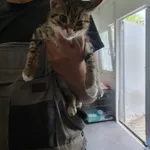 Kot do adopcji, Orzechowce, 25 lipca 2024