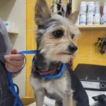 Znaleziono psa, Łódź, 26 lipca 2024