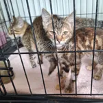 Kot do adopcji, Orzechowce, 25 lipca 2024