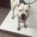 Bytom 616093901928984 mieszaniec biało czarny pies 327/2024