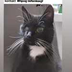 Zaginął kot, Łódź, 26 lipca 2024