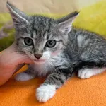 Kot do adopcji, Kielce, 27 lipca 2024