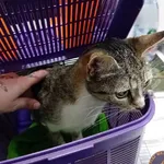 Znaleziono kota, Łódź, 27 lipca 2024