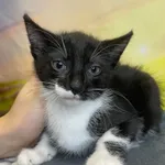 Kot do adopcji, Kielce, 27 lipca 2024