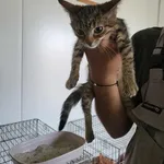 Kot do adopcji, Orzechowce, 25 lipca 2024