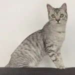 Zaginął kot, Łódź, 26 lipca 2024