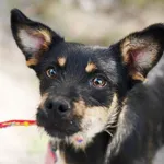 Pies do adopcji, Nowodwór, 26 lipca 2024