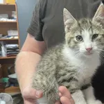 Kocurek poz. 24/474/K