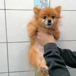 Pies do adopcji, Kielce, 27 lipca 2024