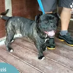 Znaleziono psa, Dąbrówka, 21 lipca 2024