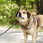 Pies do adopcji, Nowodwór, 26 lipca 2024