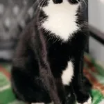 Kot do adopcji, Piła, 1 czerwca 2024