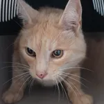 Znaleziono kota, Lublin, 27 lipca 2024