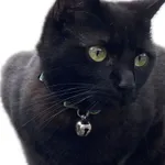 Zaginął kot, Łódź, 28 lipca 2024