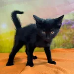 Kot do adopcji, Kielce, 27 lipca 2024