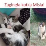 Zaginął kot, Łódź, 28 lipca 2024