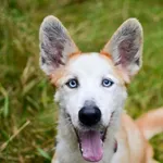 Yoki 340/2024 REZERWACJA