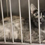 Znaleziono kota, Łódź, 27 lipca 2024