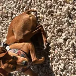 Zaginął pies, Łódź, 28 lipca 2024