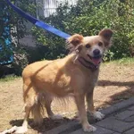 Knurów 616093902523419 mieszaniec biszkoptowa suka 329/2024