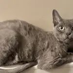 Zaginął kot, Łódź, 28 lipca 2024