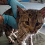 Znaleziono kota, Lublin, 28 lipca 2024